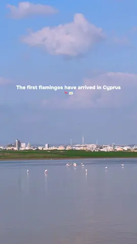 The first #flamingos have touched down in #Larnaca! Stay tuned - More are on their way! 🦩🇨🇾 #Cyprus #SaltLake #Birds #JustGoCyprus 