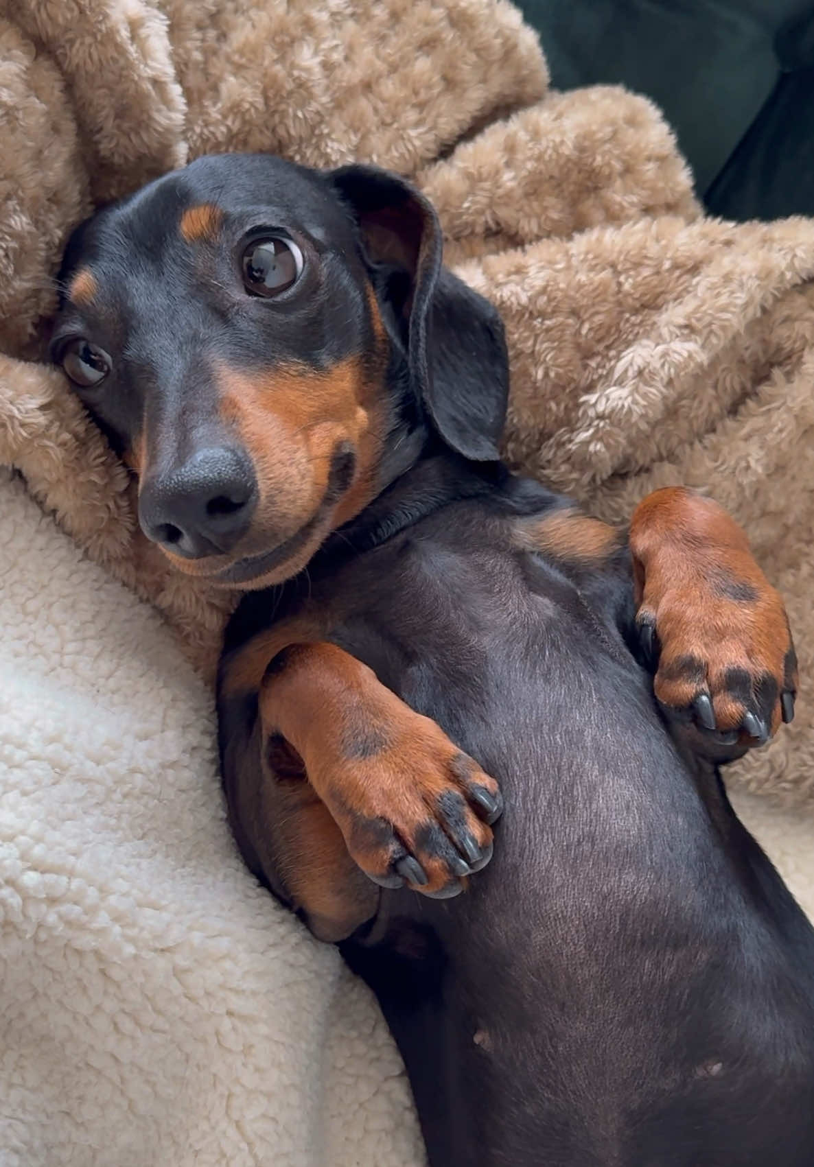 Happy New Year! ✨ Here’s some of our favourite Myla clips from 2025 🥹❤️ #sausagedog #dachshund #minidachshund #dogsoftiktok #wienerdog #dog #dogs #doxie #teckel #fyp #cutedog 