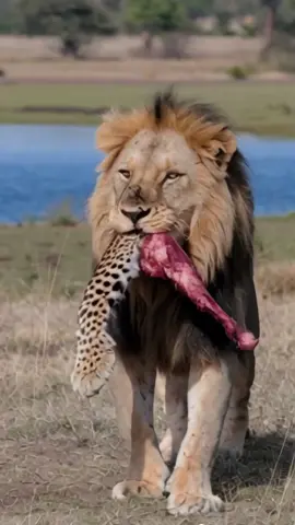 #lion #leopard #animals #wildanimals #wildlife #fypシ 