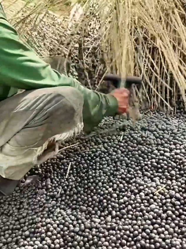 Buah unik hitam mirip dengan buah anggur pohon #fruits 