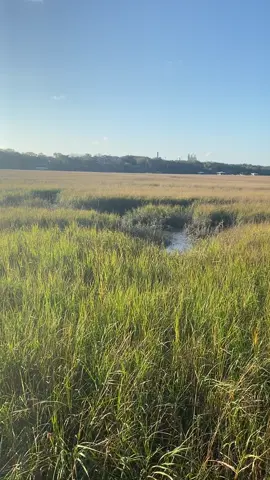 Happy New Year! I’m bringing it in peacefully- enjoying the quiet salt marsh of Amelia Island. Nothing but the rustling of the grasses. 😁📚📚#authorsoftiktok #booktoker #marsh #middlegradebooks #peaceful #newyear 