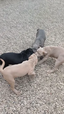 Sound on 🔈 #viral #foryou #pitbullterrier #pitbullsoftiktok 