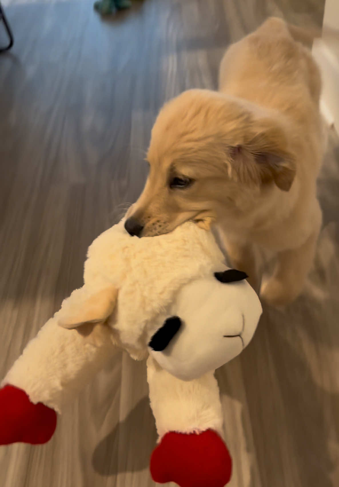 huge lamb chop fan🐑 #dogsoftiktok #goldenretriever #goldenretrieverpuppy 