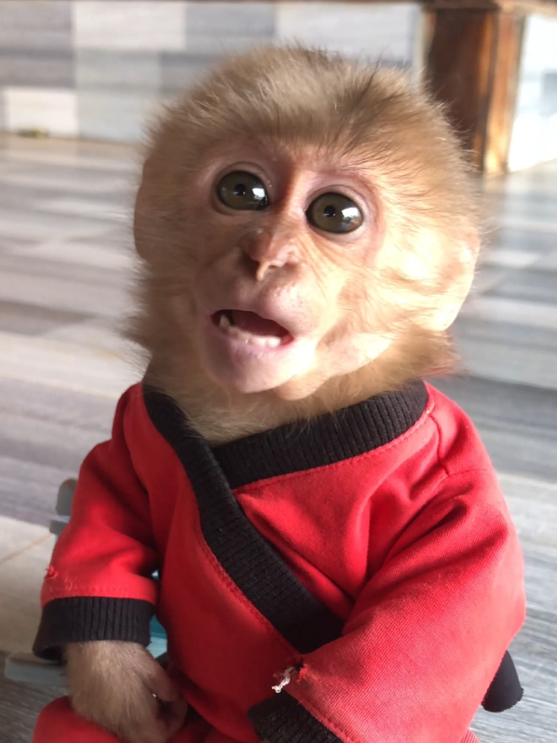 Cute monkey Bon and milk. #happynewyear #babymonkey #monkeydluffy #monkeysoftiktok #cuteanimals 