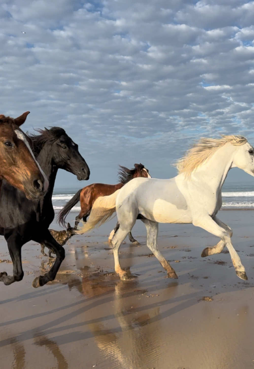 Happy new year ❤️ 👉🏼 We are a Travel Agency based in Essaouira (Morocco). Join us for an unforgettable horseride holidays. Ride the best horses in town, and meet the best team of riders.  . . . . . . #horses #horsesoftiktok #horse #horsetok #equestrian #fyp #cheval #fypage #viral #viralvideo #pferd #horsesontiktok #лошадь #horselove #essaouira #morocco #lovak #caballos #cavalli #happynewyear 