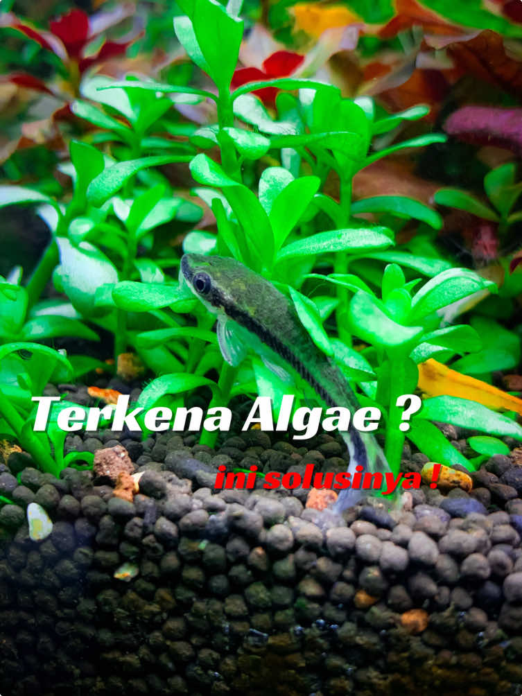 Replying to @TnT tattoos ini dia algae eater yg ada d tank gua.. semoga menjawab ! 😁 #aquascapeindonesia #aquaticplants #algae #algaeeater 