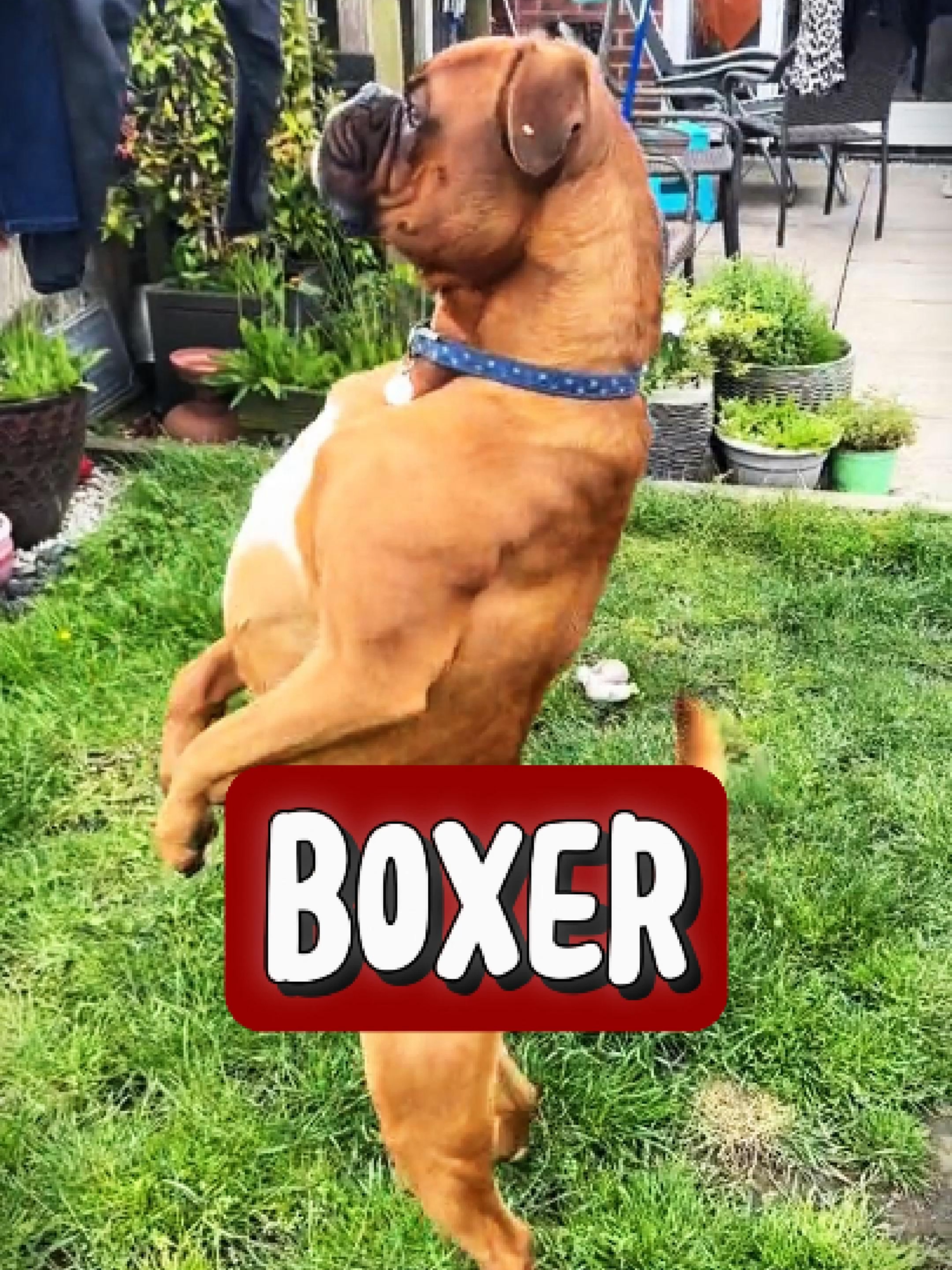 Discover The Boxer 🐶 🐾 #boxer #boxersoftiktok #fyp #animals #dogs