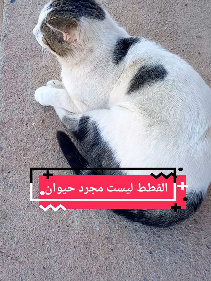 القطط ليست مجرد حيوان ياصديقي  #قطط #قط #cats #catslovers 