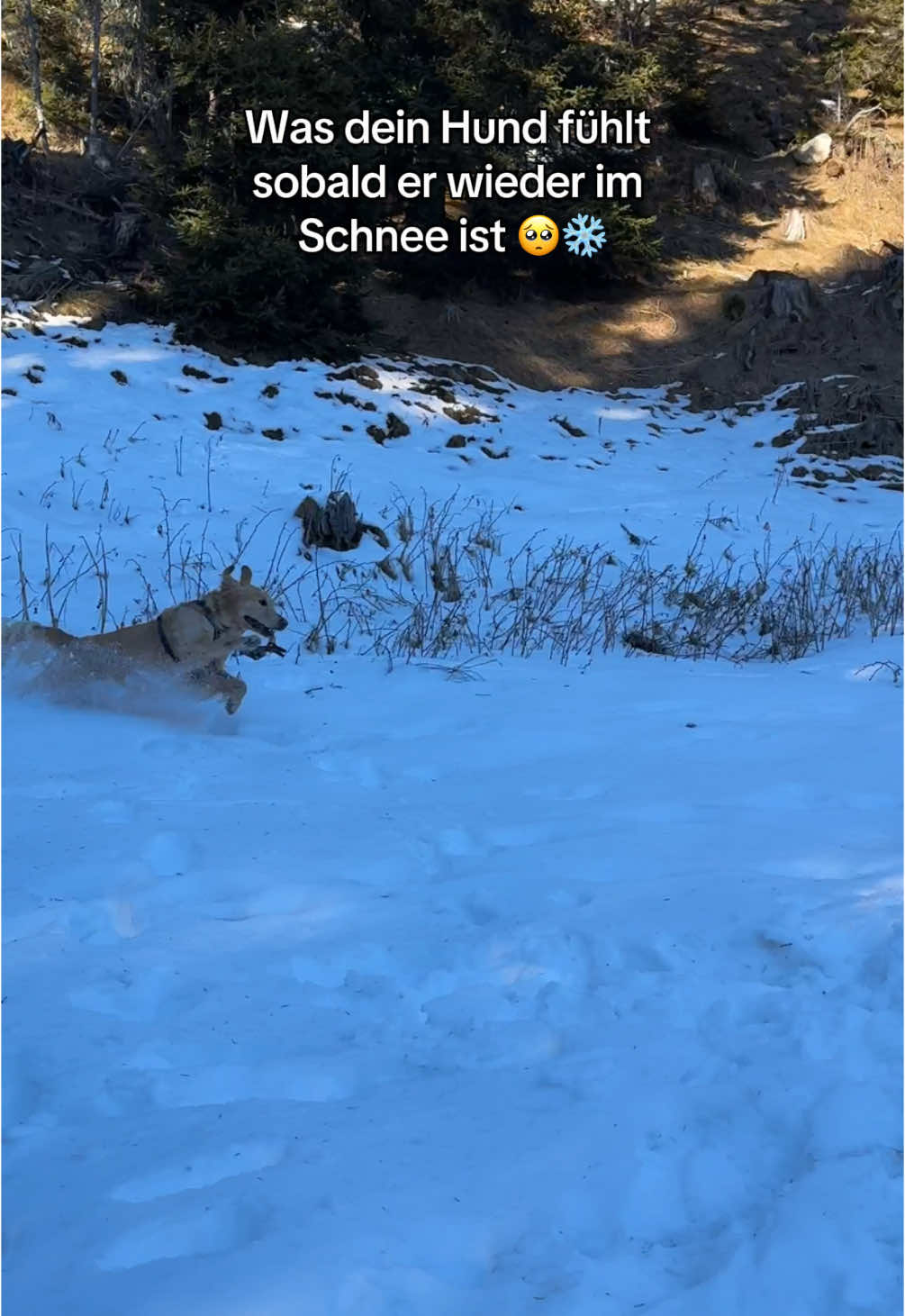 🥺❄️🫶🏼 #goldenretriever #goldenretrievers #hunde #hundeliebe #schnee #fyp #fypシ゚  