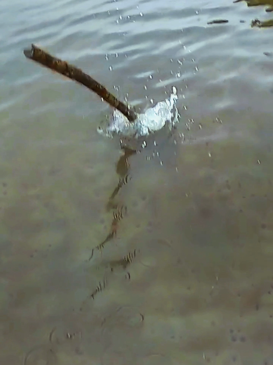 Fishing with a handmade spear #spearfishing #camping #bowfishing #catchandcook #survival #fishing #Outdoors #fyp 