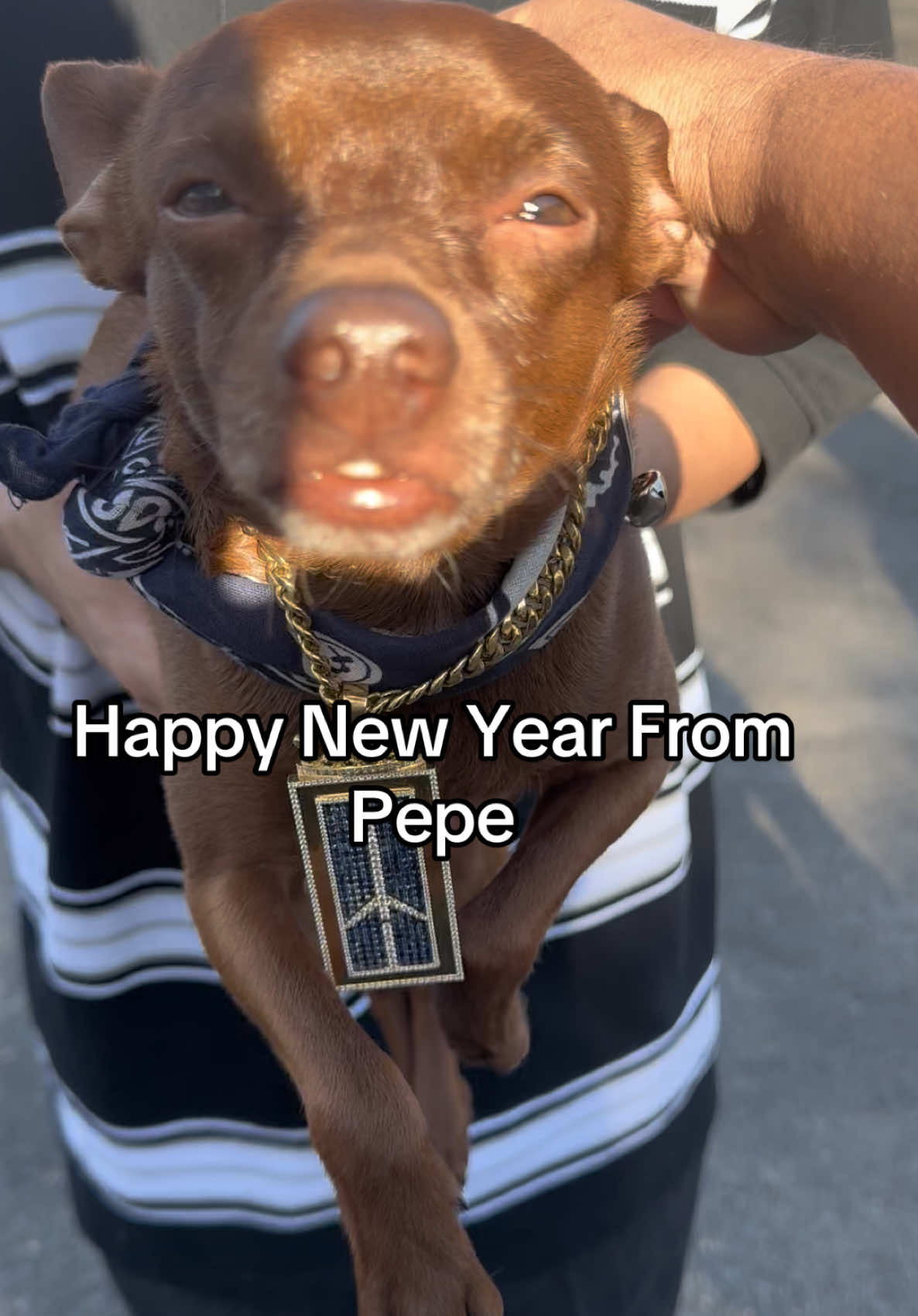 🐕🐕Happy New Year From Pepe #pepe #dog #cat #animal #model #goldchain #gold 