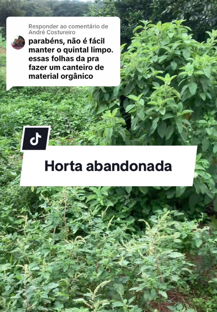 Respondendo a @André Costureiro logo vamos ter muitas coisas plantadas aqui ☺️ #casaabandonada #horta #hortaorganica #hortacaseira #hortaabandonada #fazenda #vidanaroça 