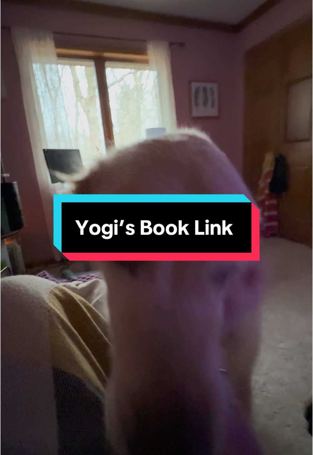 Yogi is here for you in 2025 and beyond! Check out his book- “Meet Yogi” on Amazon! https://a.co/d/2fu8Aty #meetyogi #dogsoftiktok #yogi #bealight 