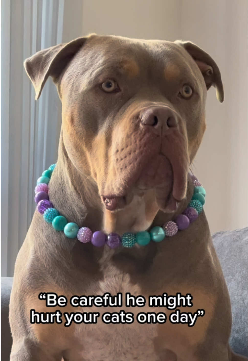 Okay #xlbully #dog #dogsoftiktok #bullybreeds #cutedog #fyp #dogs #bullylove 