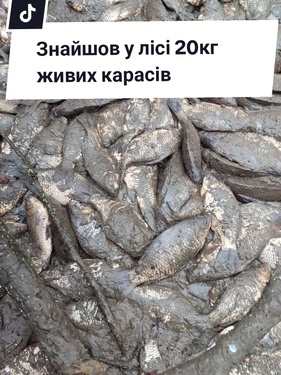 Запустив в річку Харків 200 карасів з висохлого болота 🐟 #Карась #рибалка #риболовля #рыбалка #річкахарків #зариблення #зарыбление #мальок #ставок #риба #журавлівськийгідропарк #журавлевка_харьков  #рыба #окунь  #порятуноктварин 