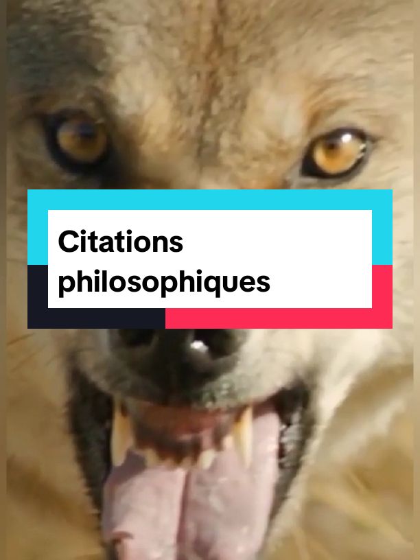 #philosophytiktok #citations #tiktokfrance #citationquifaitmal #citationquifaitreflechir #citationphilosophique #socrates #citationdeverite #philosophie #pourtoi 