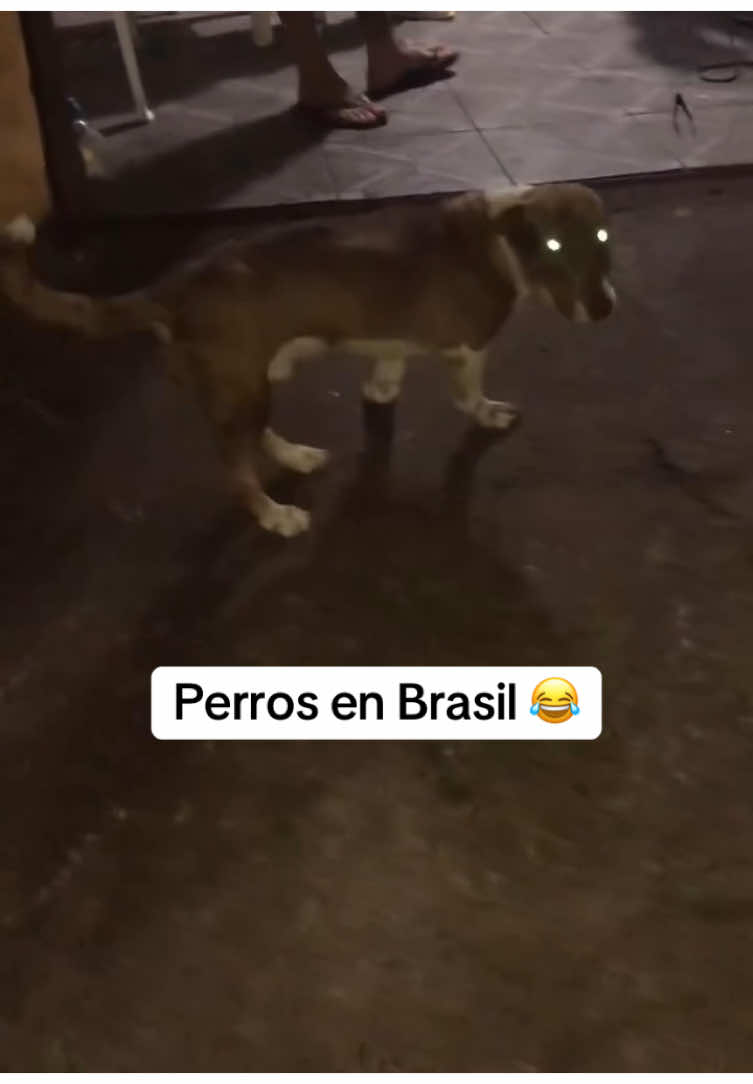 Perros en Brasil 😂