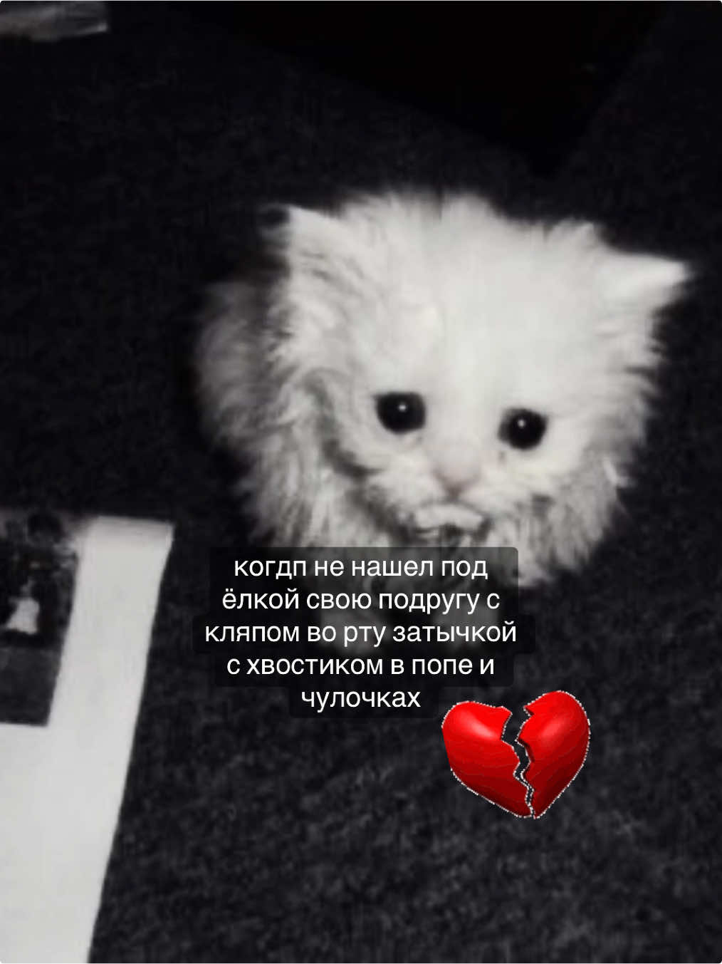 #новыйгод #котики #sad #щп #щитпостинг #гомью #рекомендации #on #fypシ゚ #real #fyp 