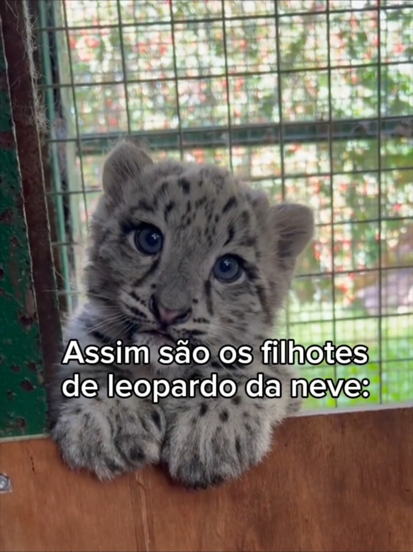 Leopardos da neve são felinos grandes muito fofos #leopardo #gatos #gatinhosfofos #animaisfofos 