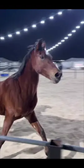 #اكسبلور 