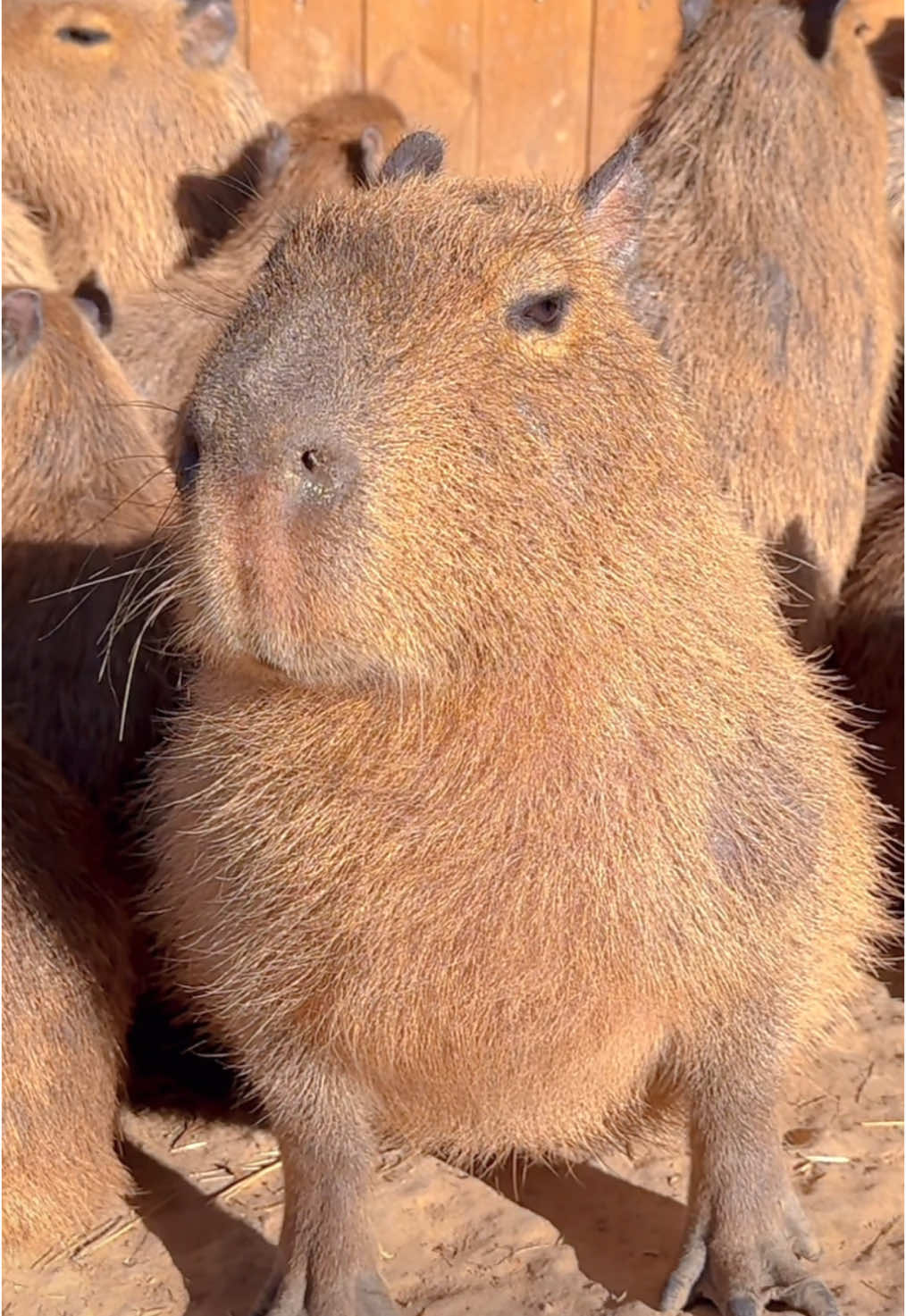 Happy New Year🎉🎉🎉 2025 Keep Chill🥰🥰🥰 #capybara #newyear #happynewyear #2025 #chill #cute #capybaralover #capybarafanpage #fyp #capybaratiktok #kapybara #animal #capybarafan 