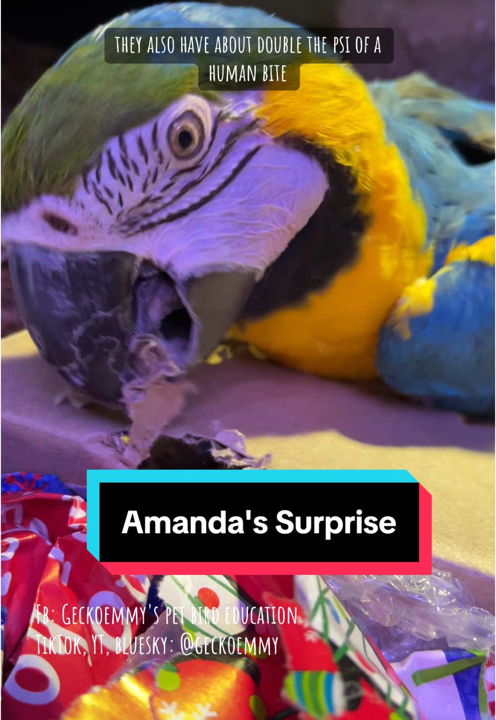 Amanda, the 33 year old blue and gold macaw, really enjoys shredding things, so I brought her a box of used wrapping paper! She decided she liked the box better #parrots #petbirds #macaw