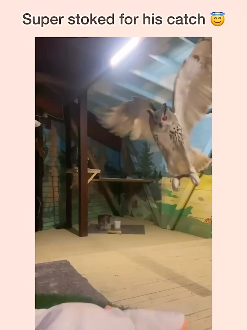 love this! owl super stoked about it's catch 🤗😆😆👌👍 #owl #owls #birds #pets #animals #amusing #interesting #Catch #prey #plushy #funny #humor #excited #happyowl #toocute 