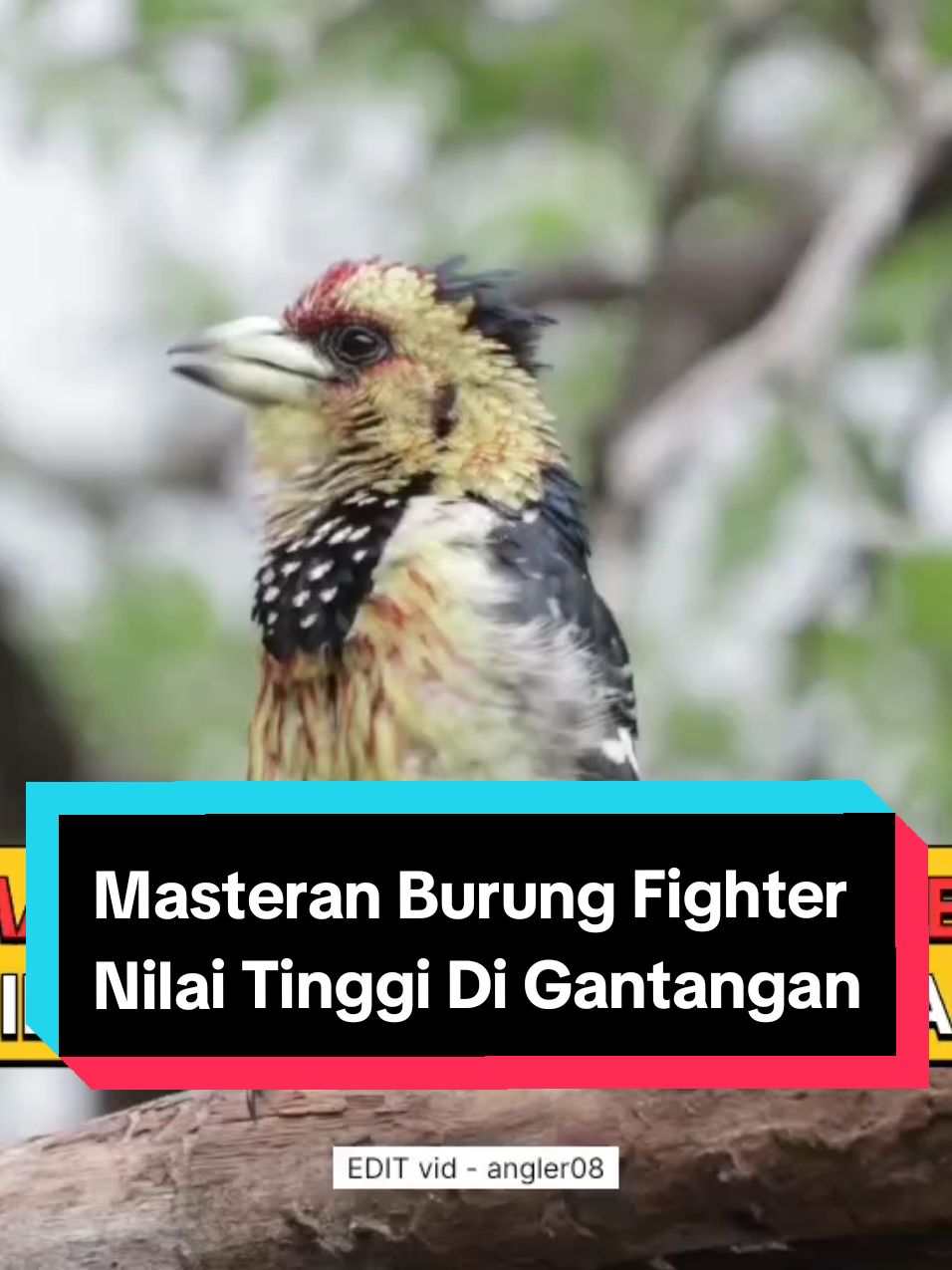 masteran wajib lomba poin tinggi  #masteranburung #masteranrolltembak #masteranburungjuara #masteranmuraibatu #masterancucakijo #masteransogon #masterankonin #masterankacer #masteranburungmaterimewah #masteranburungfullmateri #masteranburungfulltembakan #kicaumania #fyp #masteranfullmateri #masteranpelatuk #masterancendet #masteranpleci #masterantengkekbuto #masterankenari #masterankenarirusia #masterancigun #masteransikatanlondo #masterantembakankasar #masteranburunganis #masterancililin #burungmasteran 