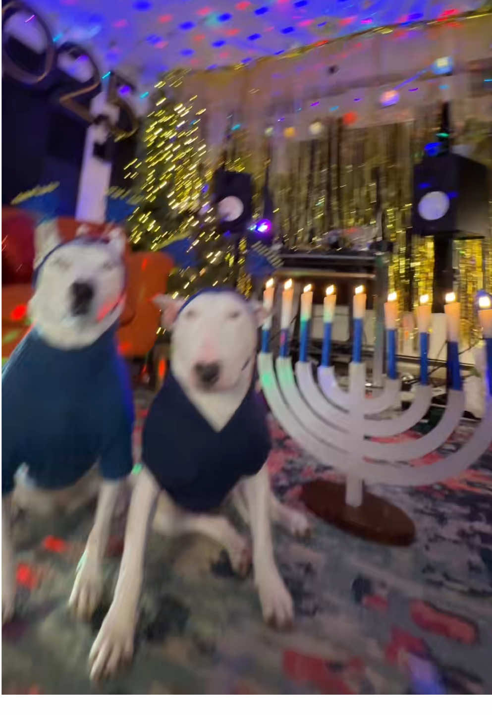 Happy 8th night of Hanukkah! (Anti smetíc comments are CENSORED and removed HAHA🤣)#hanukkah #holiday #doggy 