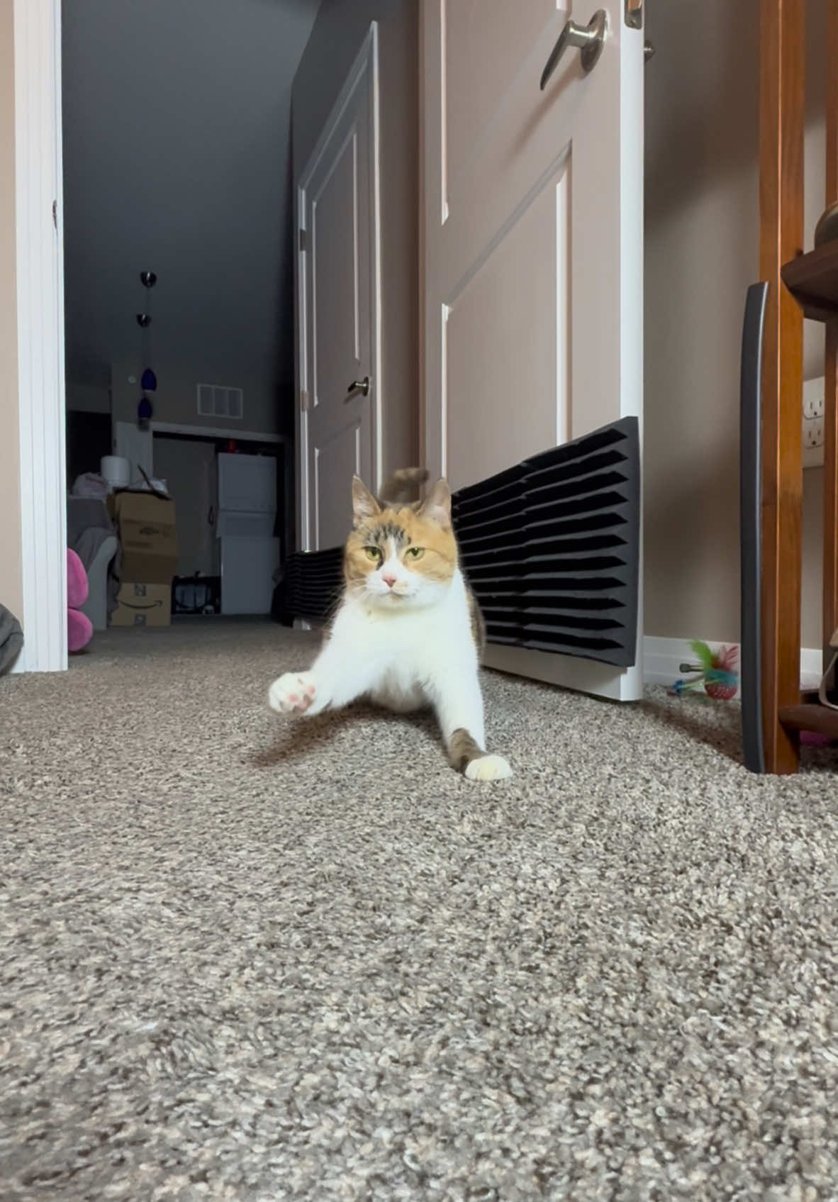 Wobbling into the new year likeee #wobblycat #cerebellarhypoplasiacats #cerebellarhypoplasia #chcat #calicocat #calico #catsoftiktok #cutecat #newyear #2025 #foryoupage #fyp 