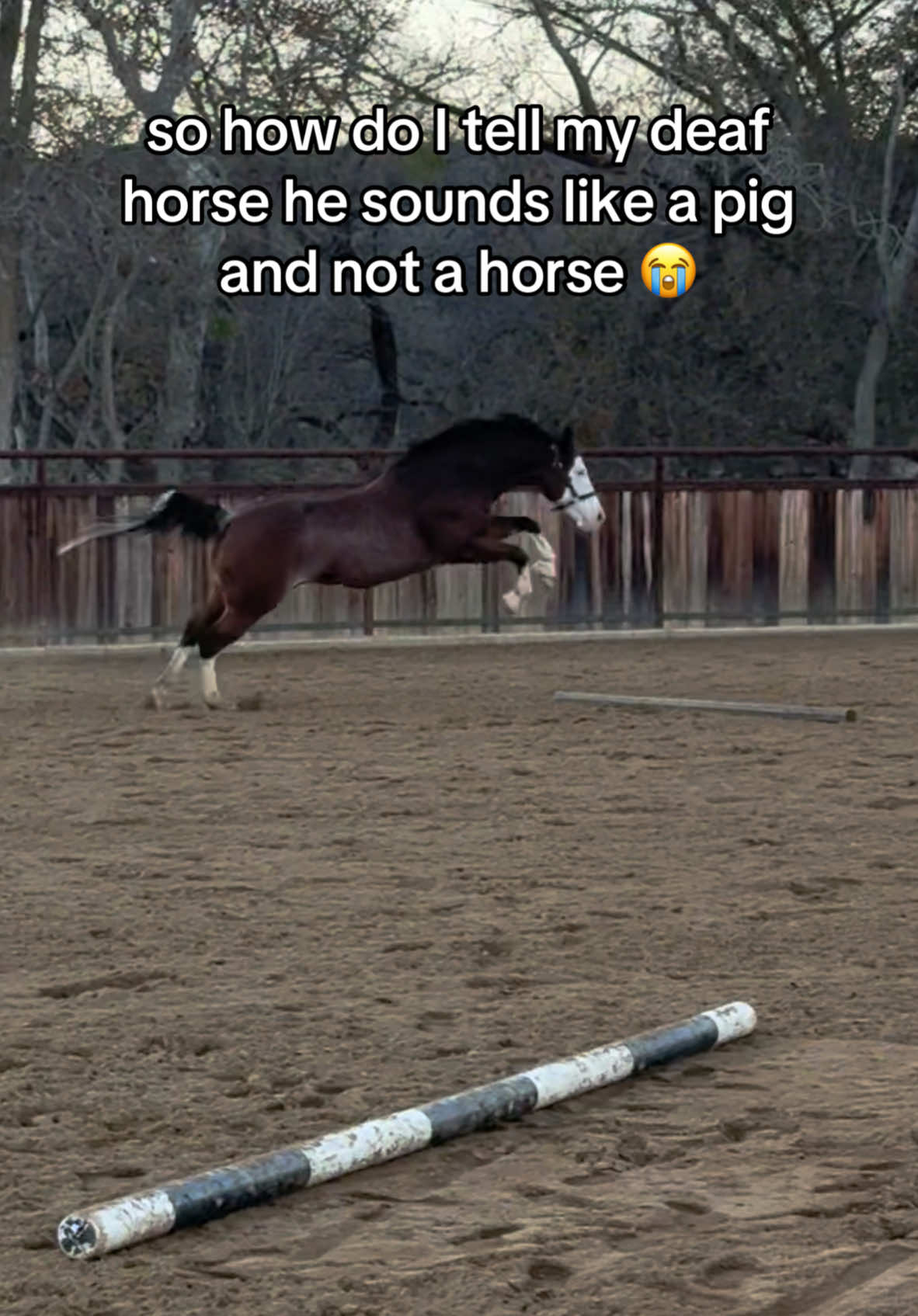 But he doesn’t know what a pig sounds like either 🤔 #horse #horses #pony #puppy #quarterhorse #painthorse #equine #horsesoftiktok #dog #pet #funnyhorse #funyanimals #deafhorse #fyp 