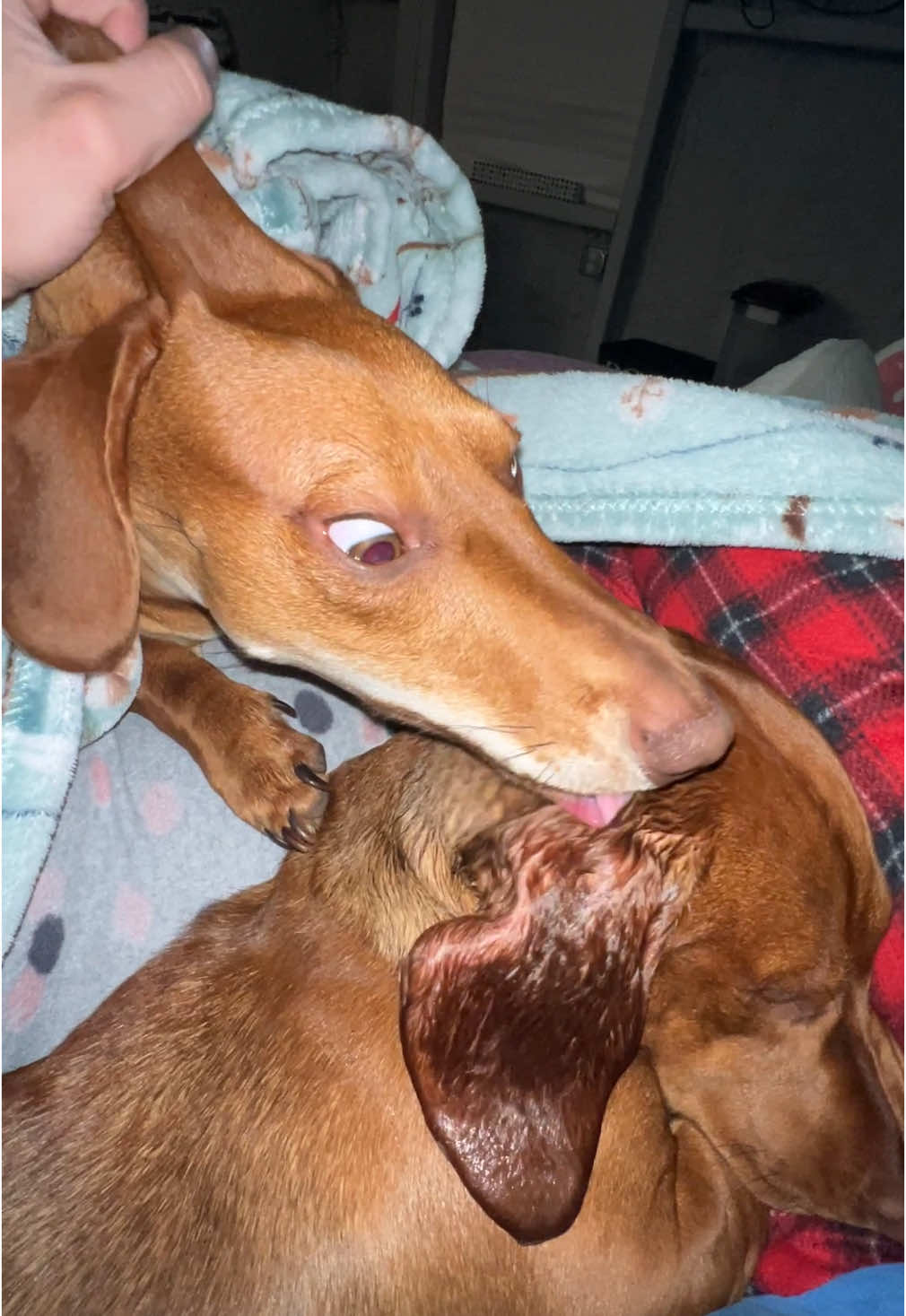 you caint make this up👅 #licking#wienerdog#dacshundsoftiktok