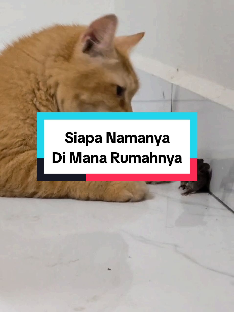 Ujang : Siapa namanya di mana rumahnya 😸 #catsoftiktok #kucingtiktok 