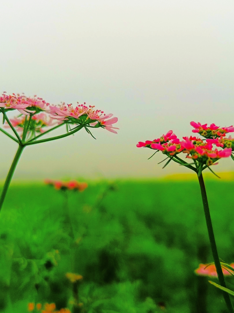 প্রকৃতির অসম্ভব সুন্দর সৃষ্টি হলো ফুল......!🌼🌼 #বাংলারপ্রকৃতি #nature4cx #প্রকৃতিরমায়া #