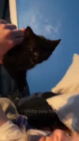 Cat talking in English #cat #pets #funny #funnyanimals #funnyvideo #catsoftiktok 