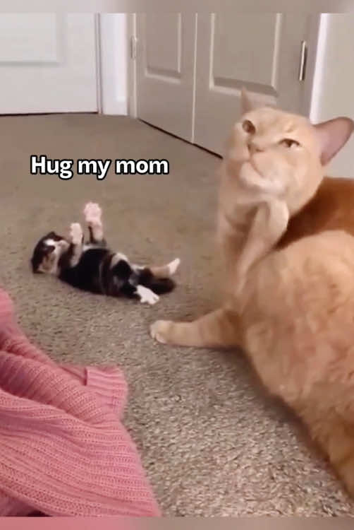 Are these cat mothers really qualified?#fun #funny #cat #fyp #fypシ #tik #funnycat #for #foryou #❤️ 