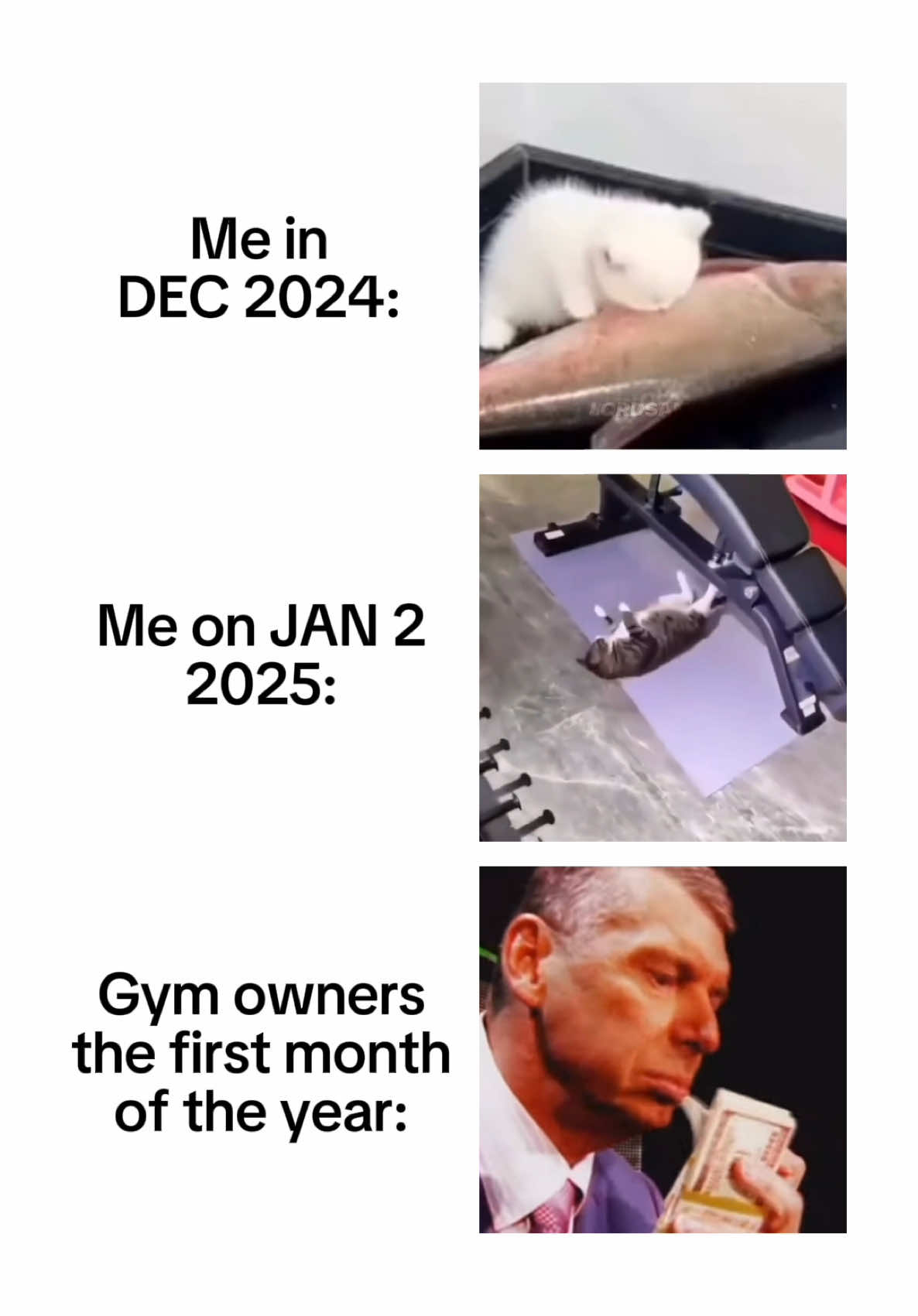 Gym owners the first month of the year #meme #cat #gym #fyp 