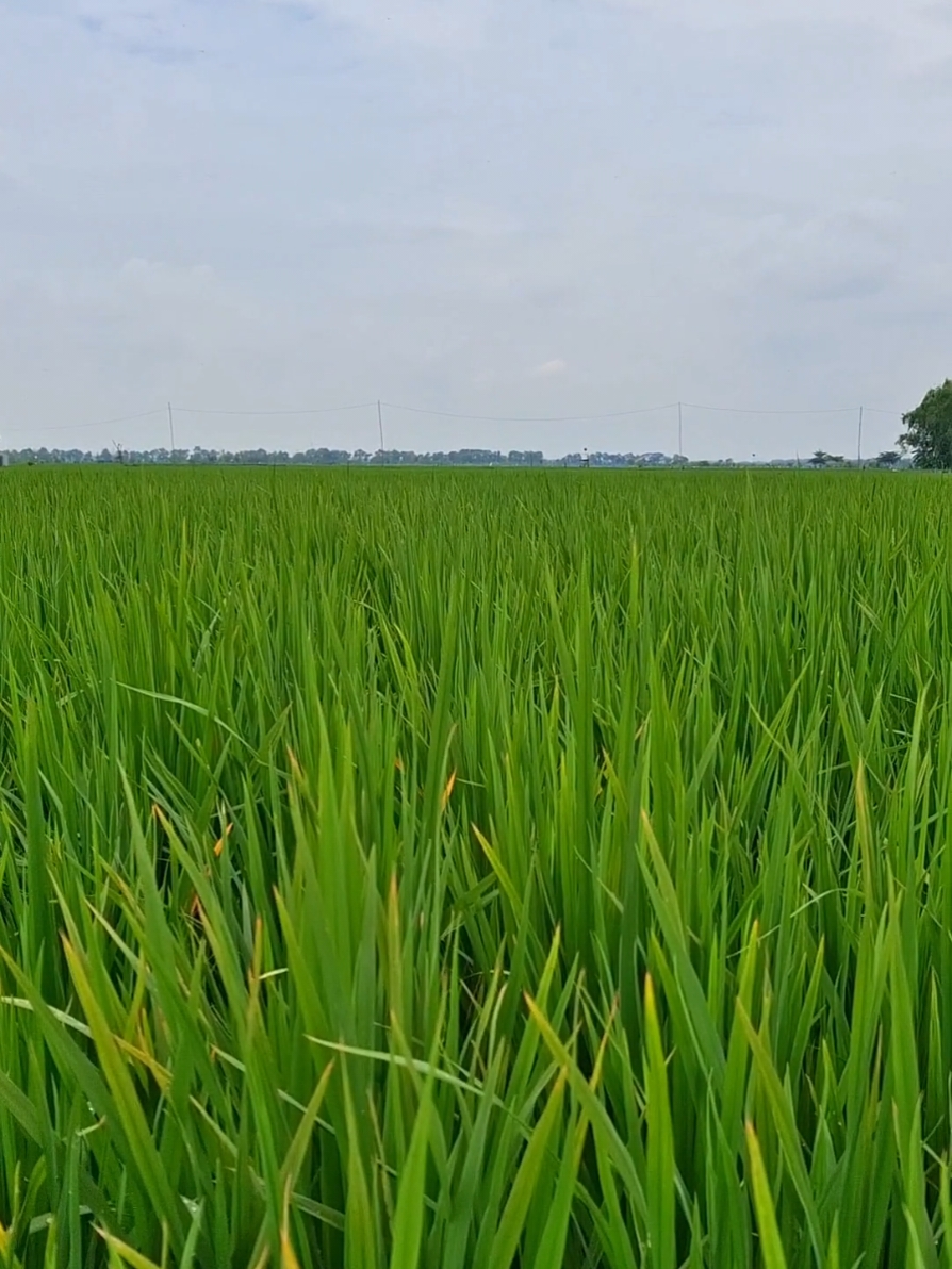 Inpo bakerisida yg paling ampuh bolo? #petani #petanibojonegoro #petanimilenial #petaniindonesia🇮🇩🇮🇩🇮🇩🌿🌿 #petanimuda #inpari49jembar #pruningpadi #insektisida #suasanapertanian #hawardaunbakteri #hawardaun 