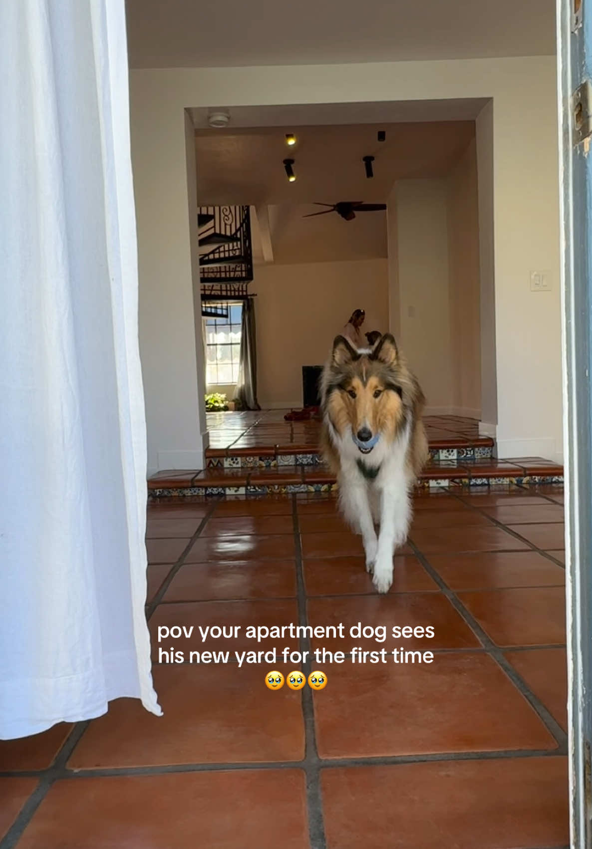 he’s still getting used to the yard concept in the new house🥹🥹