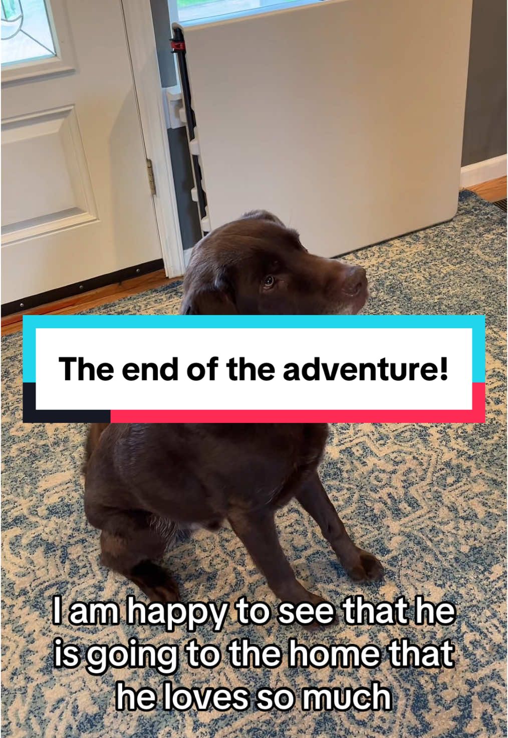 Thank you everyone for loving Finn through this wild adventure! He’s such a sweet boy and it was an honor to get to introduce you all to him and his hijinks. #finn #chocolatelab #goldenretriever #dog #dogtok