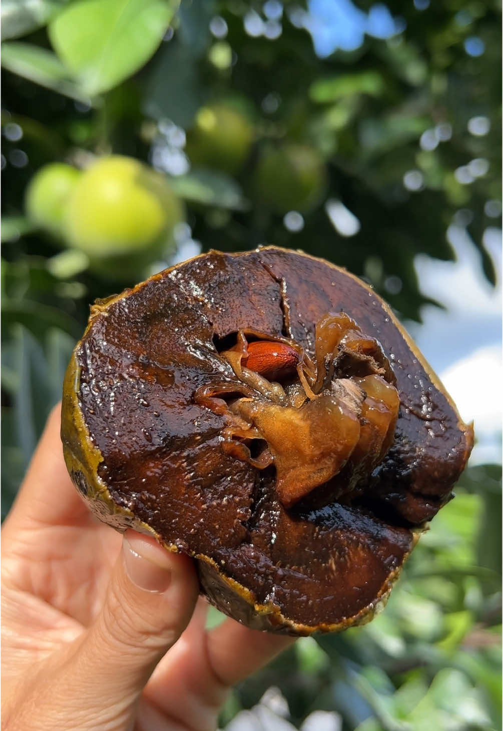 What’s your favorite winter fruit? Mine is black sapote 🖤  Fruit from miamifruit.org 🌈 #fruit #blacksapote #tropicalfruit #seasonalfruit #winterfruit #miamifruit #fruitasmr #asmr #natureasmr #foodasmr 