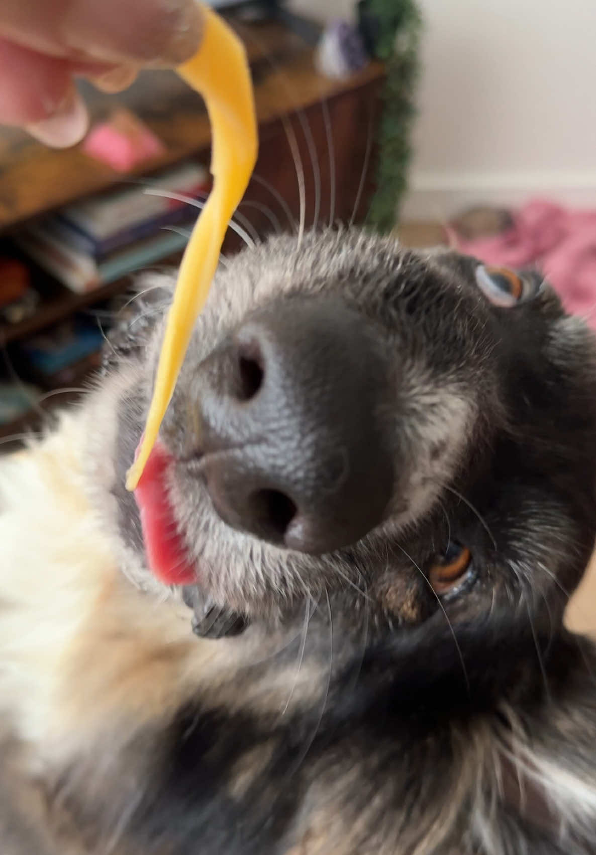 I don’t know why, but I love the way Brodie eats cheese strings. His technique is adorable lol 10/10 😂💕🙌🏼 