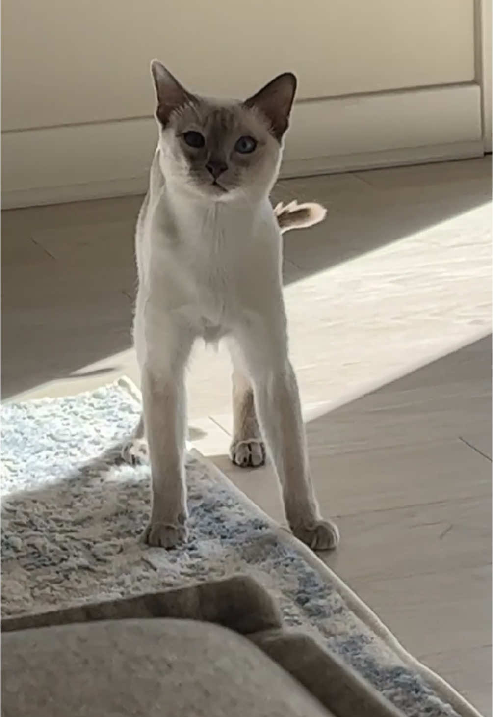 Evil Kitty has zoomies 😈 #cat #catsoftiktok #tonkinesecat #tonkinese 