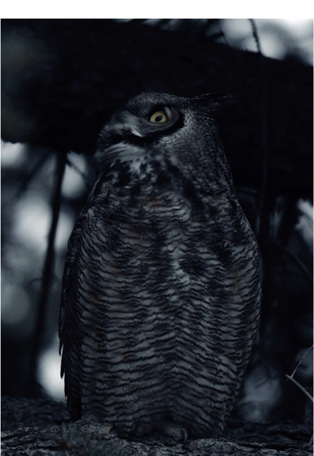 A good demonstration of how owls can turn their heads all the way around 🦉