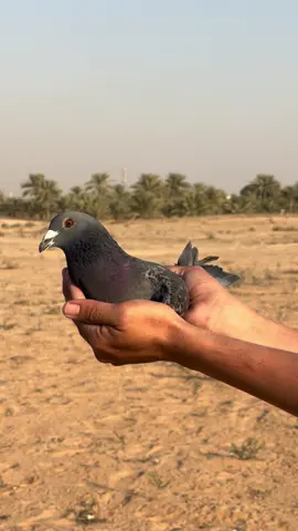 *Dubai One Loft Pigeon Race* _World Championship Pigeon Sprint Racing_ *Race Report HotSpot 3* 1435 pigeons were released for the 8th race of the season. It was one of the toughest races but the pigeons did well. No large groups this time but smaller groups of 10-15 pigeons arriving from different directions pushed by a wind from the Southeast.  Congratulations to Kaier Europe 🇧🇪🇨🇳 for winning HotSpot 3 of the Dubai One Loft Pigeon Race. The same pigeon won already 5th price in HotSpot 2 of Season 2. 👏🏼🏆. Ype Hemstra won the 2nd price and the duo Mostafa Elsemary and Sherif Mousa won the 3rd price. All three pigeons did already well proving the demanding conditions of the UAE desert.   1. 🏆 Kaier Europe 🇧🇪  2. 🥈Ype Hemstra 🇳🇱 3. 🥉Mostafa Elsemary & Sherif Mousa Team 🇪🇬  4. Thunderbolt 🇦🇪  5. Kadir Can & Taskan Teneke 🇹🇷  6. Stockley Bombers 🇬🇧  7. Umm Birka Loft 🇶🇦  8. Umm Birka Loft 🇶🇦  9. Hooymans Pigeons 🇳🇱  10. Team Hoogeveen 🇳🇱  11. BD3Zayed Loft 🇦🇪  12. Harald Hecher 🇩🇪  13. Hooymans Pigeons 🇳🇱  14. Christophe Nottebaert 🇧🇪  15. Veghe Pigeons 🇧🇪  16. Zajil Budastour 🇦🇪  17. RMG Racing  18.J Chipperfield &  J Clarke 🇬🇧  19. Noah Loft 🇧🇪  20. Marcin Jania 🇵🇱  21. Ken Darlington 🇬🇧  22. Emirates RPA Team 🇦🇪  23. Mar Loft 🇦🇪  24. Al Tahadi Loft 🇶🇦  25. PIPA Breeding 🇧🇪  26. Emirates RPA Team 🇦🇪  27. Al Khaleej Loft 🇰🇼  28. Zajil Dubai 🇦🇪  29. Desert Raptors 🇦🇪  30. Hooymans Pigeons 🇳🇱  31. Emirates RPA Team 🇦🇪  32. Kaidi Family Loft 🇲🇦  33. Brockamp Racing Team 🇩🇪  34. Ype Hemstra 🇳🇱  35. Saffar Loft 🇦🇪  36. Golden Team 🇦🇪  37. Noah Loft 🇧🇪  38. Ype Hemstra 🇳🇱  39. Sacha Assman 🇩🇪  40. S Loft 🇦🇪  41. AK Team 🇶🇦  42. DXB Global 🇧🇪  43. Al- Ain Loft 🇦🇪  44. Jort Batenburg 🇳🇱  45. Mustafa Abdul Shaheed 🇧🇭  46. Umm Birka Loft 🇶🇦  47. Al Mehairbi Loft 🇦🇪  48. Al Kandari Team 🇰🇼  49. Al Beyarq Loft 🇰🇼  50. Al Beyarq Loft 🇰🇼