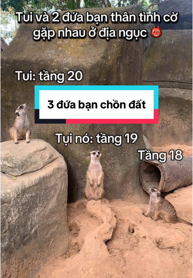 Tụi bây lén tao làm việc tốt đúng không? #VinWondersPhuQuoc #Vcreator #SafariPhuQuoc #GrandWorldPhuQuoc #WakeupFestival #meerkat #dulichphuquoc #khaunghiep 