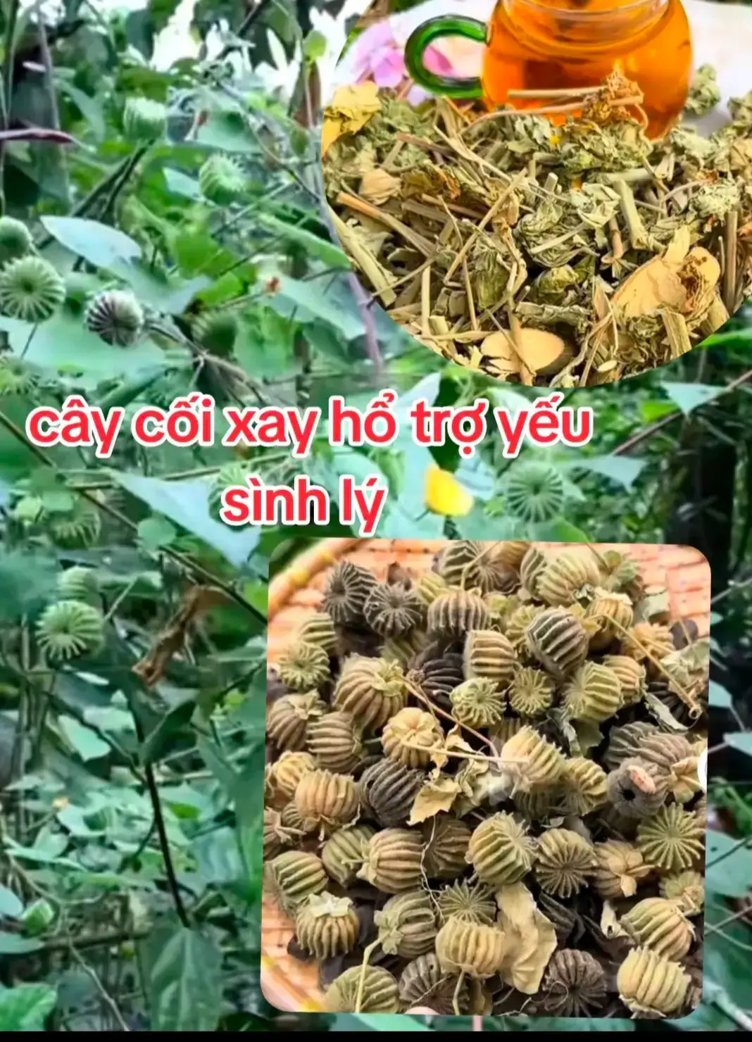 Cây cối say hỗ trợ sức khỏe sinh lý #suckhoequyhonvang #NhaiVuSucKhoeVang #lenxuhuongtiktok 