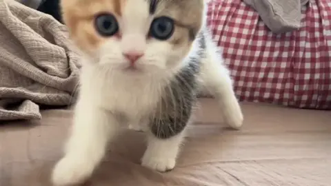 So cute.😊#kitchen #pets #cats #cutecat 