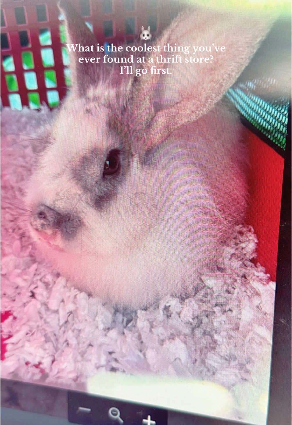 Resale Rhonda is THRIVING as a Free Roam House Bunny 🐰💙❣️🛒 #animalsoftiktok #PetsOfTikTok #Love #cute #thrifting 