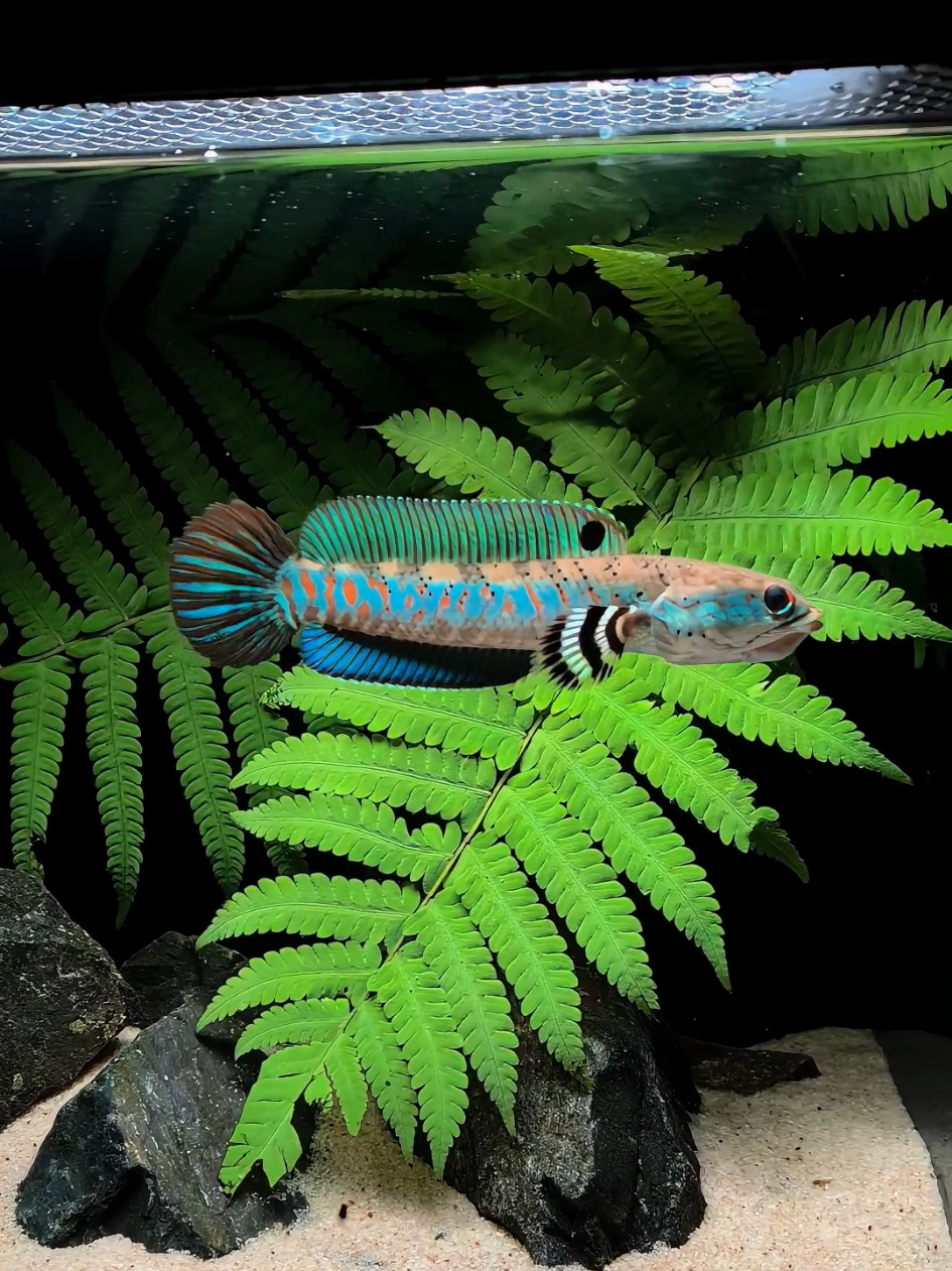 predator cantik yang memukau dengan pola birunya. #aquascape #aquascaper #channa #aquascapeindonesia #channa #aquarium #hoby #keepers #predatorfish #ikanpredator #ikanhias #channapulchra 